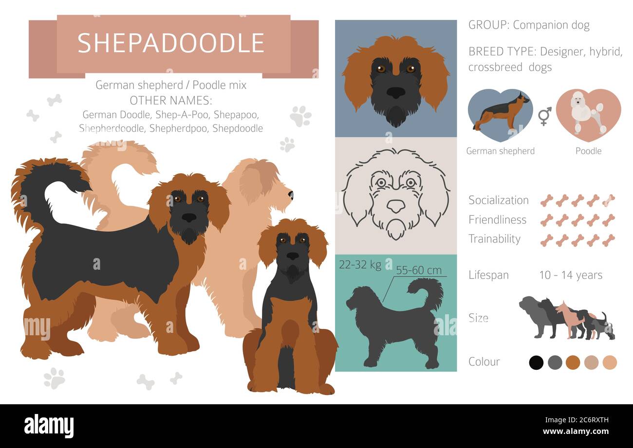 Designer dogs, crossbreed, hybrid mix pooches collection isolated on ...