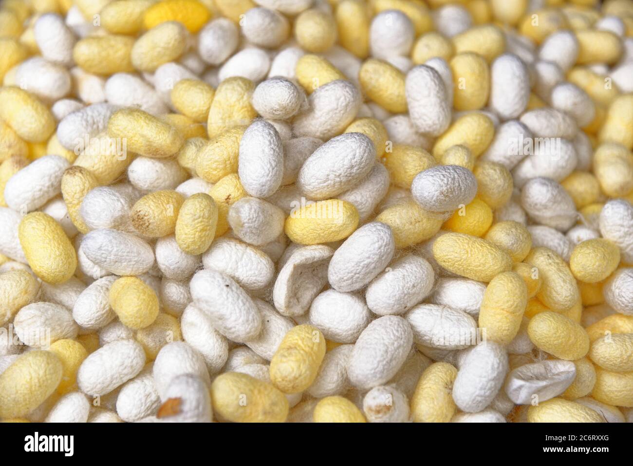 The silk yarn is obtained from a silkworm, Household handicrafts of