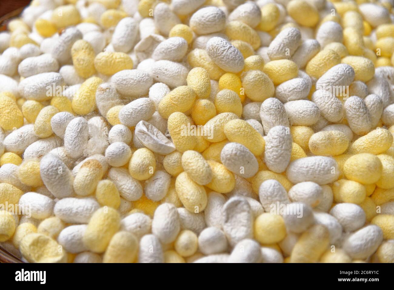 The silk yarn is obtained from a silkworm, Household handicrafts of