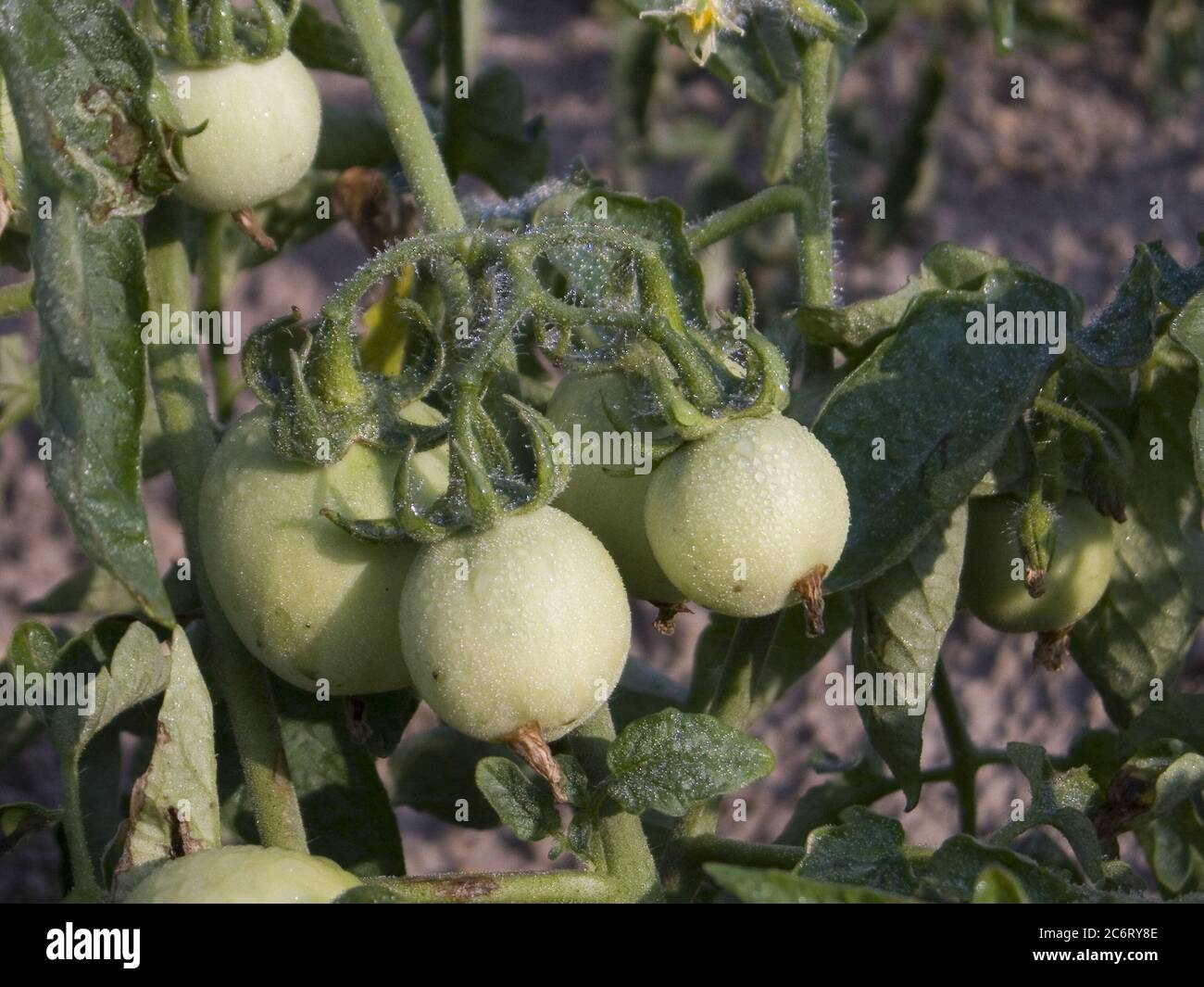The tomato (Solanum lycopersicum, formerly Lycopersicon lycopersicum ...