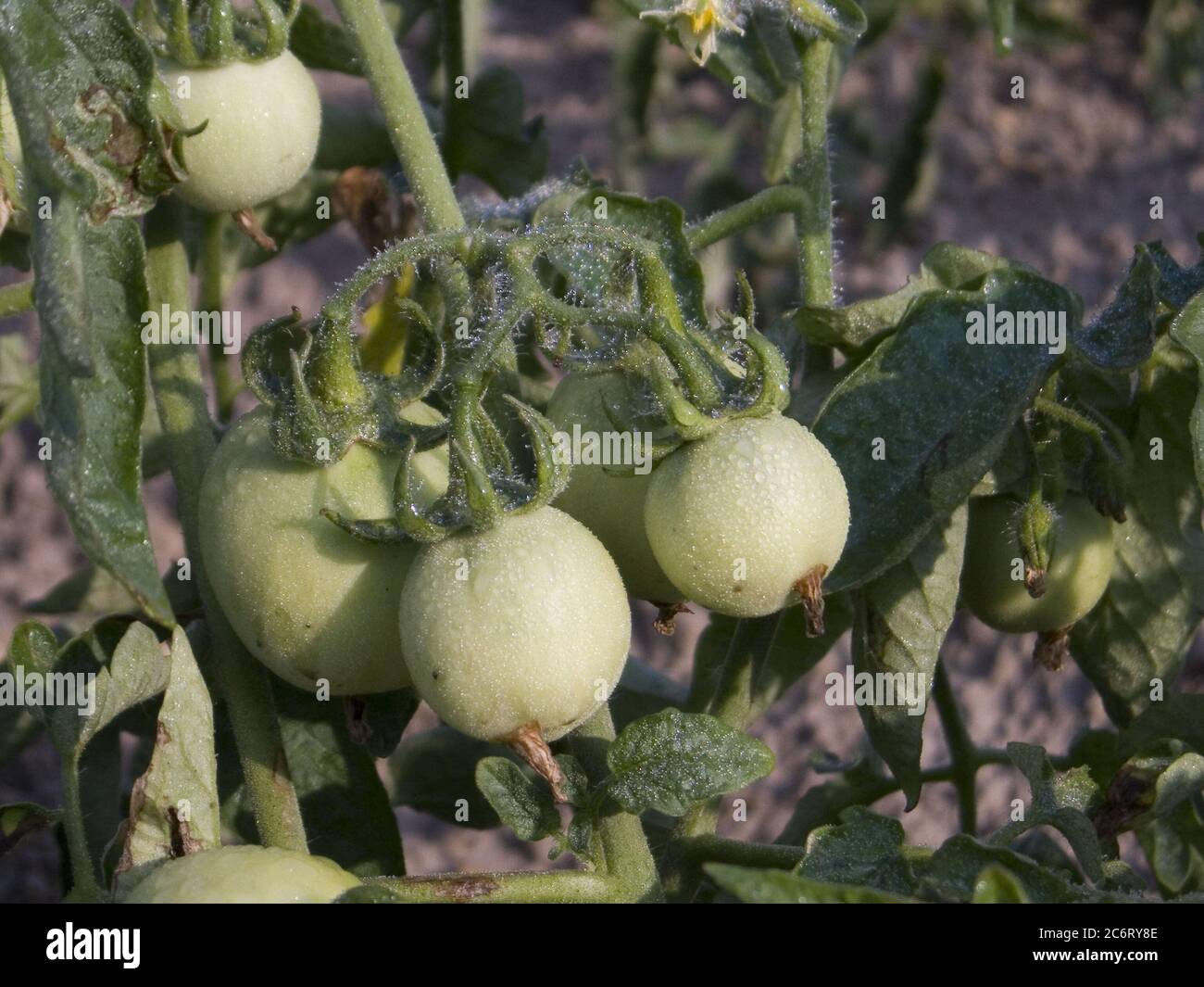 The tomato (Solanum lycopersicum, formerly Lycopersicon lycopersicum) is a plant in the Solanaceae or nightshade family, native to Central, South, and southern North America from Mexico to Peru. It is a short-lived perennial plant, grown as an annual plant, typically growing to 1–3 m in height, with a weak, woody stem that usually scrambles over other plants. Most tomatoes today are picked before fully ripe. They are bred to continue ripening, Once fully ripe, tomatoes can be stored in the refrigerator but are best eaten at room temperature. Stock Photo