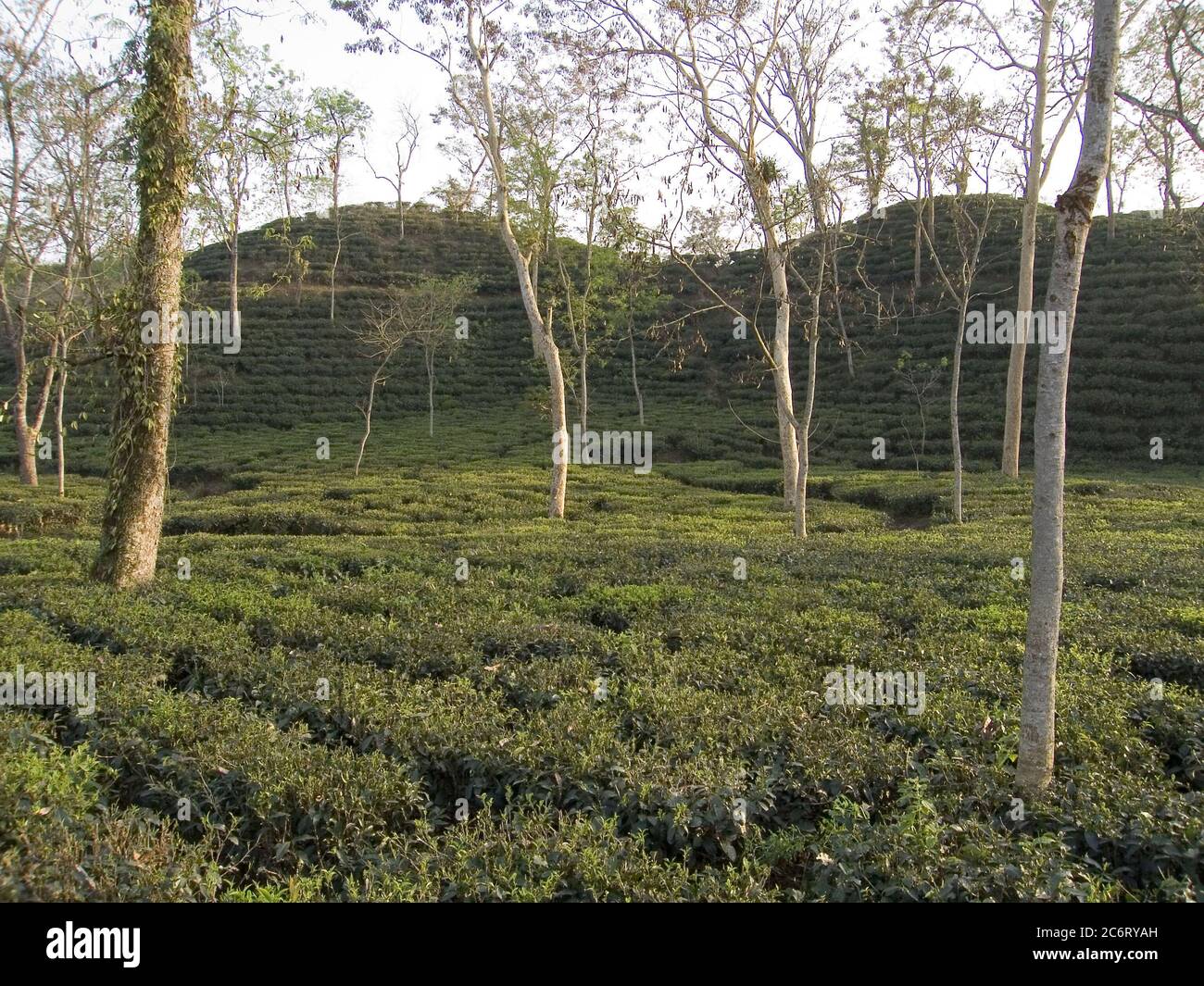 Tea Research Srimongal is famous for the largest tea gardens of world covered by ...