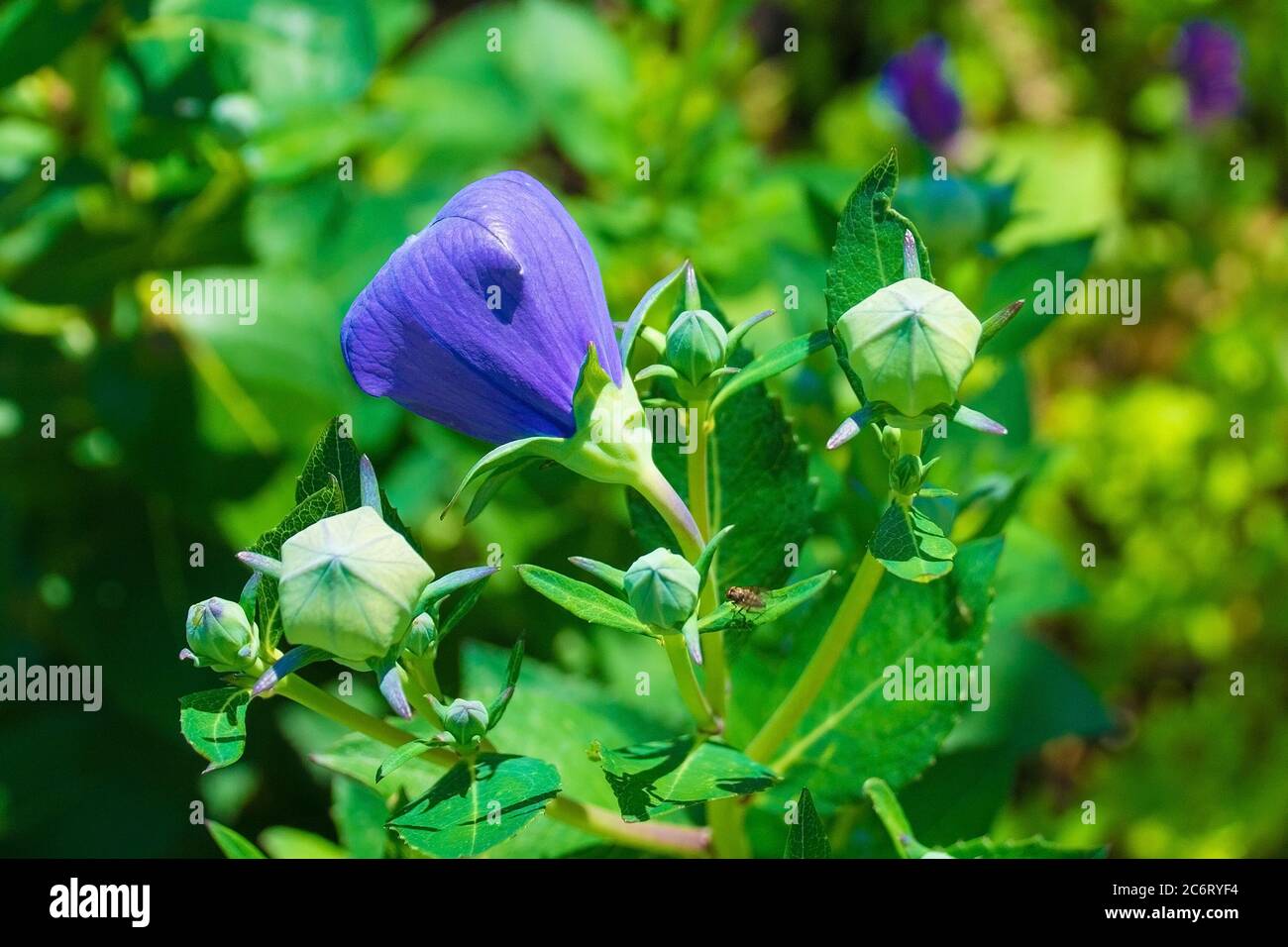 Flower buds on a perennial blue purple Campanula Carpatica plant from the Campanulaceae family, also known as the Tussock Bellflower, American Harebel Stock Photo