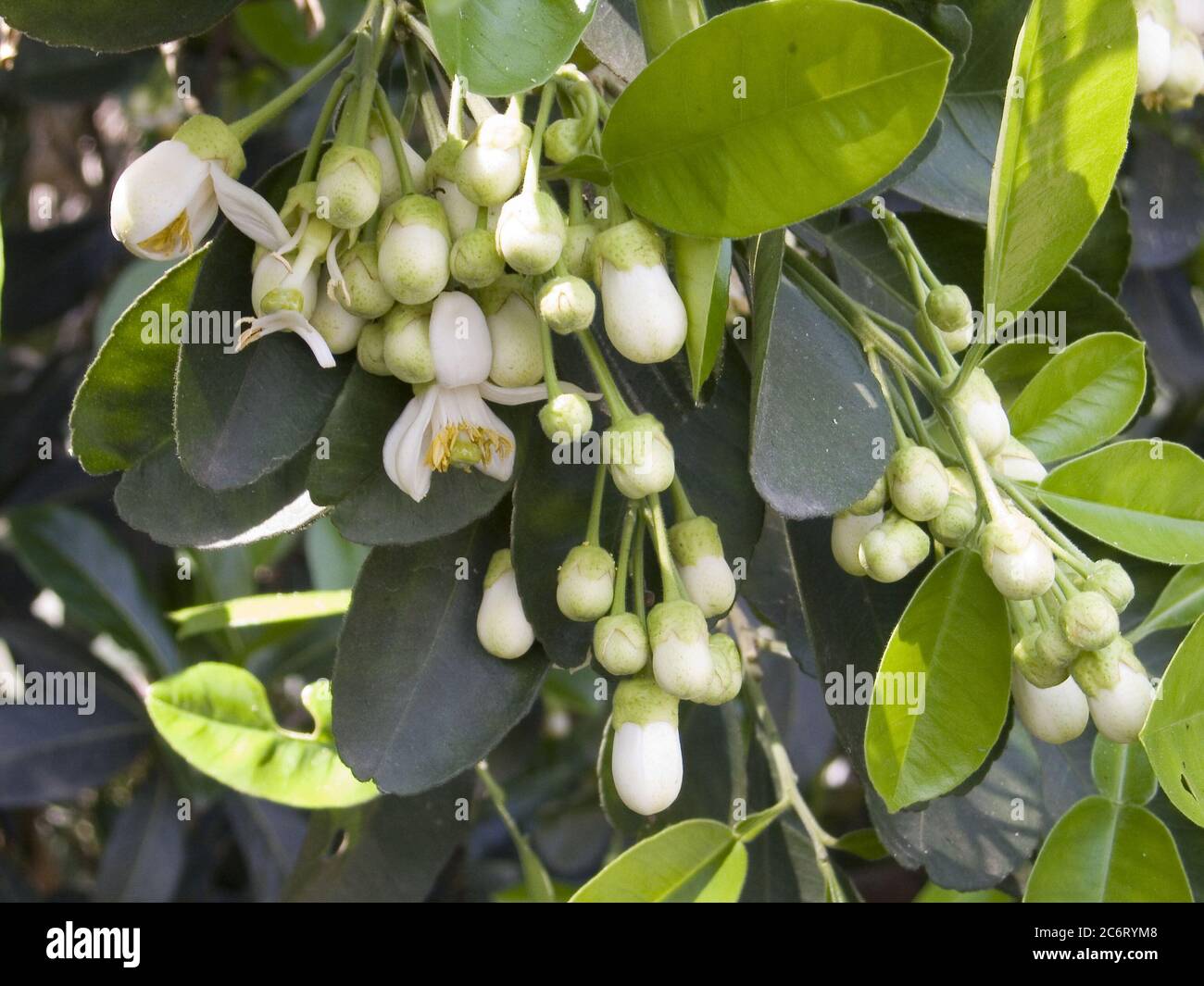 The Pomelo Flower The Pomelo Is Also Known As A Shaddock After An English Sea Captain Captain Shaddock Who Introduced The Seed To The West Indies In The 17th Century From The
