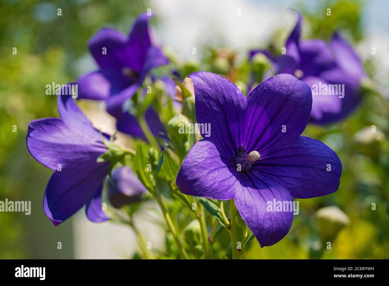 Flowers on a perennial blue purple Campanula Carpatica plant from the Campanulaceae family, also known as the Tussock Bellflower, American Harebell, C Stock Photo