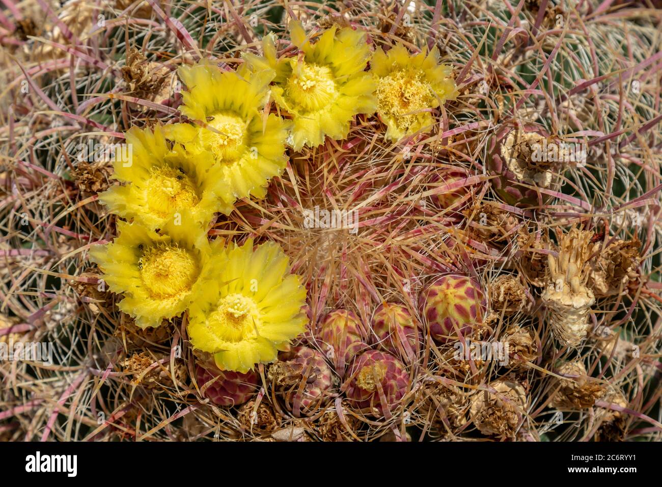 Yellow flowers on a barrel cactus growing in the Arizona desert Stock