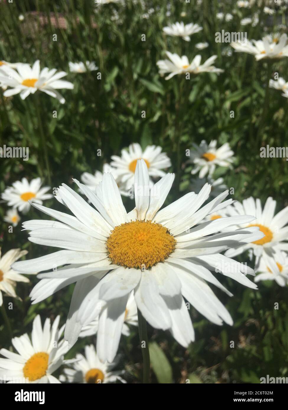 Margarita flowers hires stock photography and images Alamy