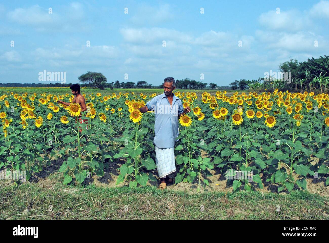 farmer at sunflower field Stock Photo