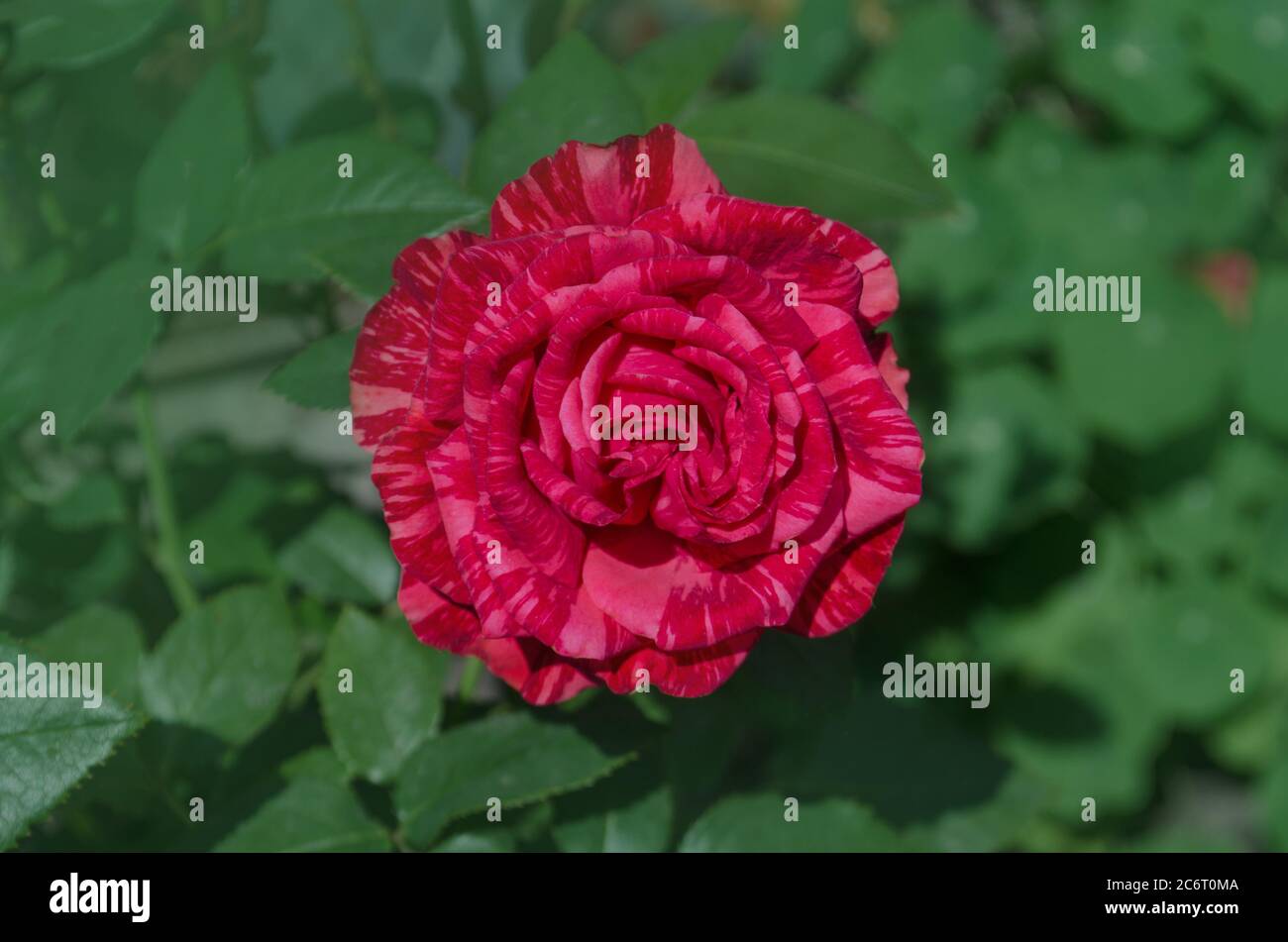 Colorful bush of striped roses in the garden. Red roses with white