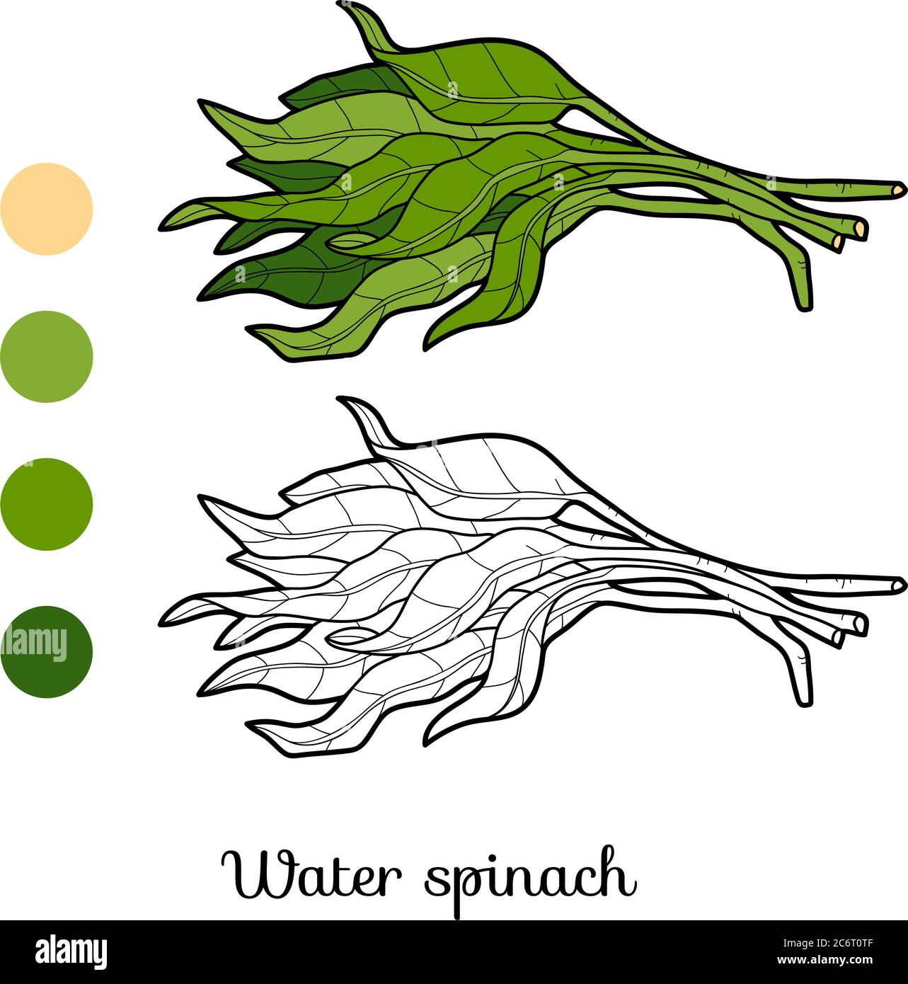 Coloring book for children, plant Water spinach Stock Vector Image
