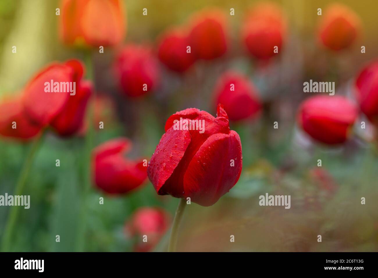 Tulips growing in a garden bed hi-res stock photography and images - Alamy
