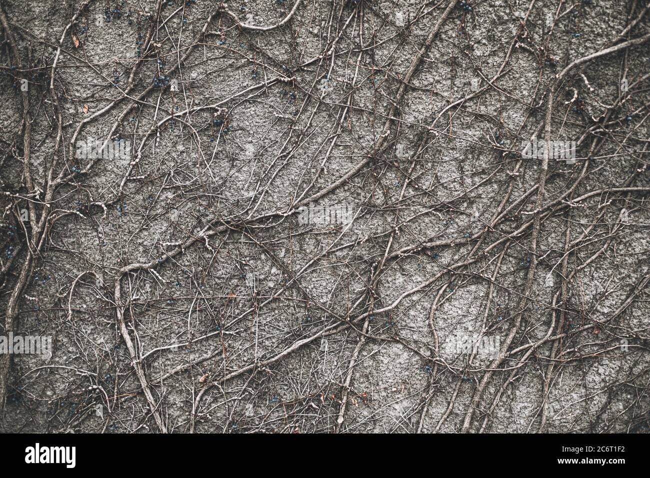 Gray textured wall with dry ivy plant vines Stock Photo