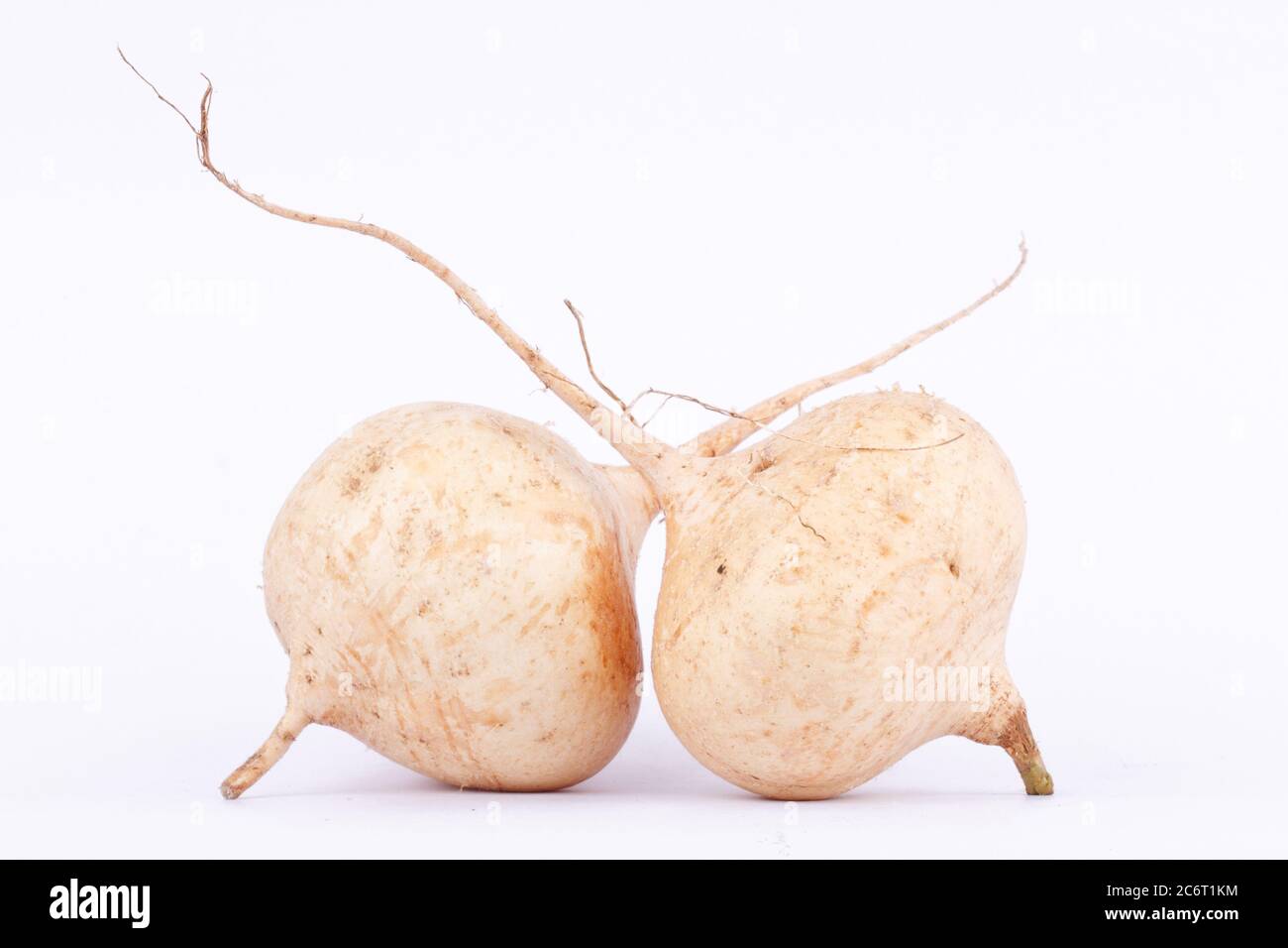 Yam bean ( Jicama ) is bulbous root vegetable fruit on the white background Stock Photo