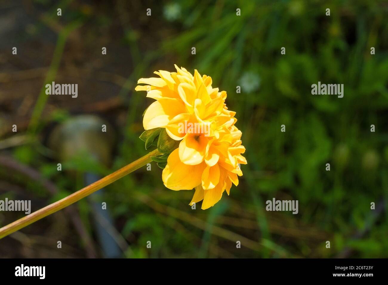 Yellow pom pom flowers hires stock photography and images Alamy