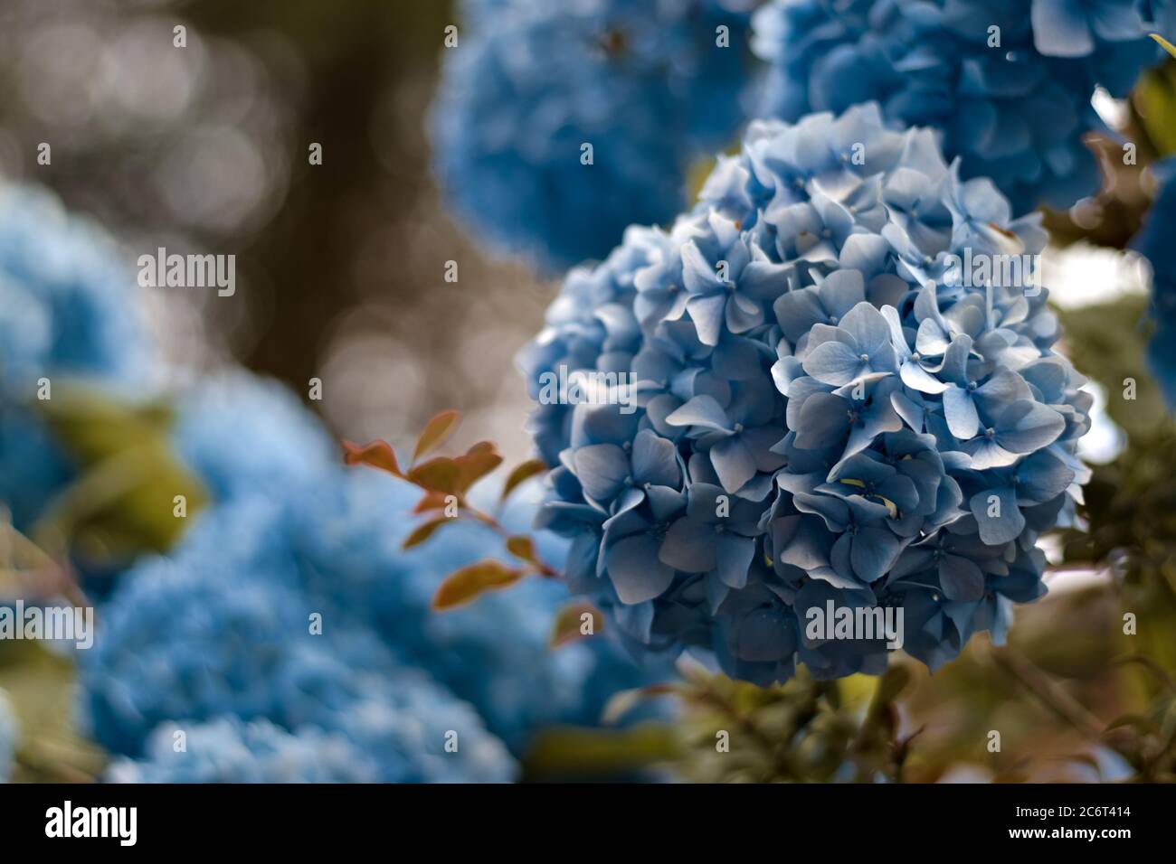 White bunches flowers hydrangea hi-res stock photography and images - Alamy
