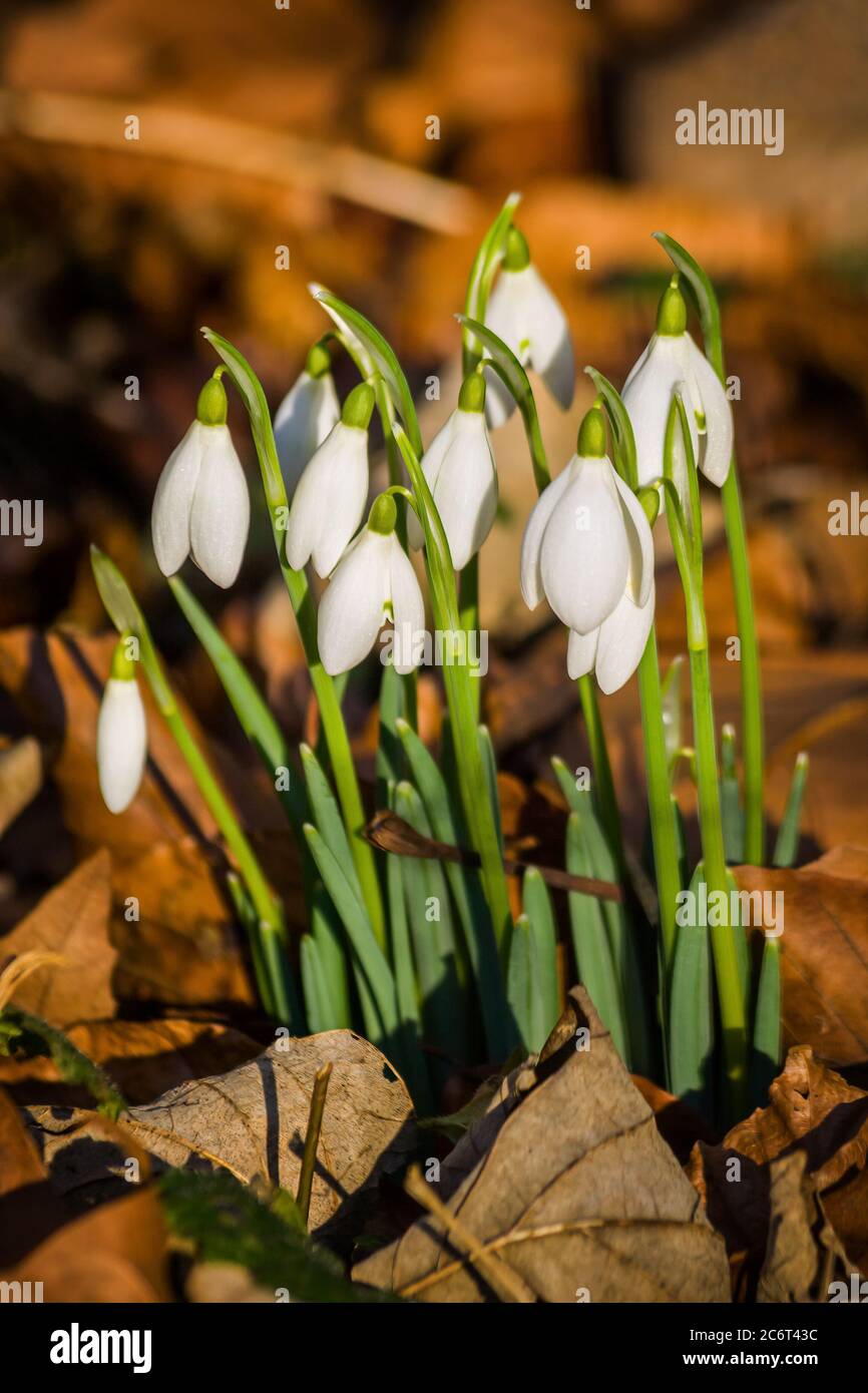 Snowdrop white flowers (genus: Galanthus, family: Amaryllidoideae) in spring and last autumn leaves. Stock Photo
