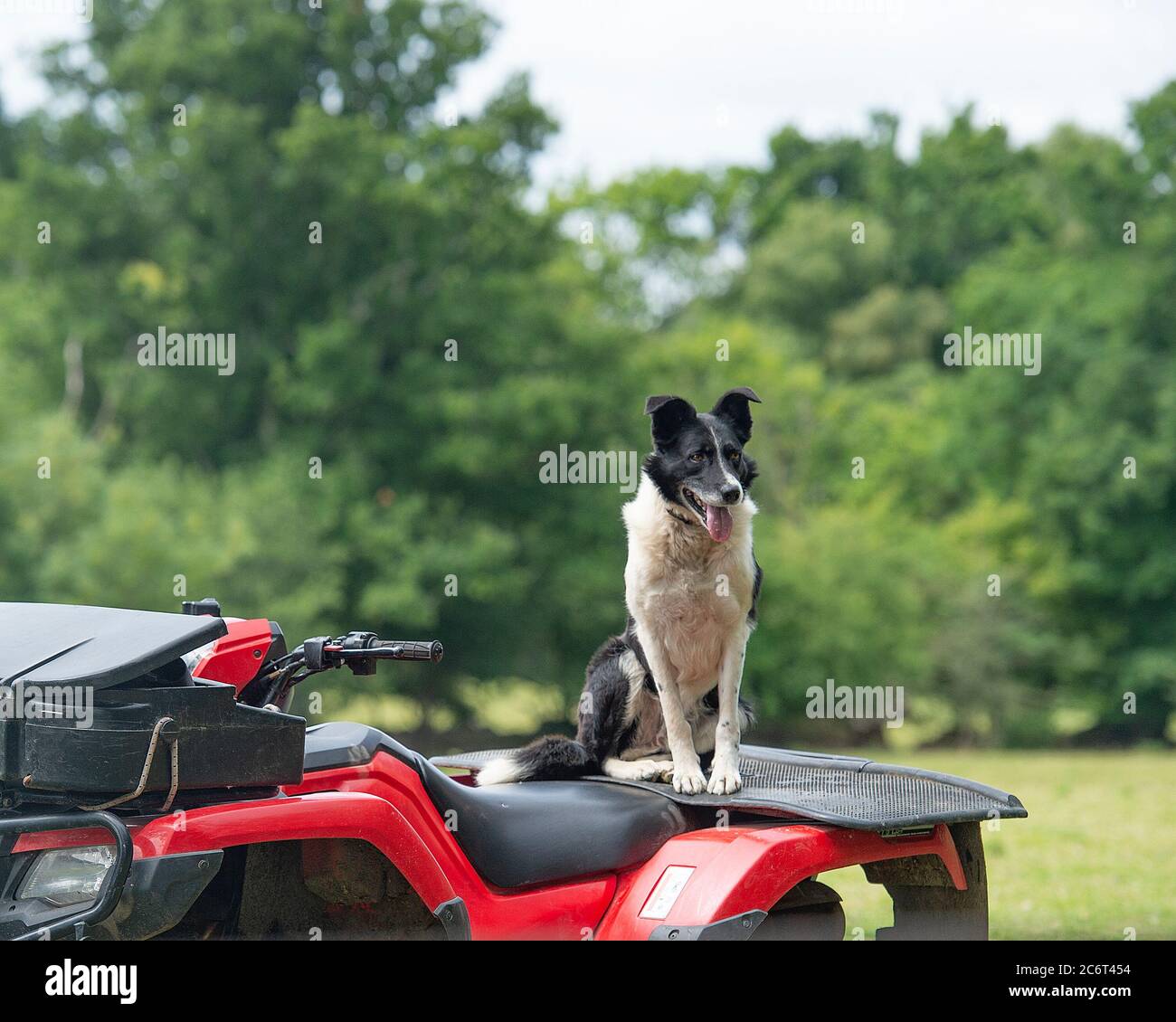 sheepdog border collie on a quadbike Stock Photo