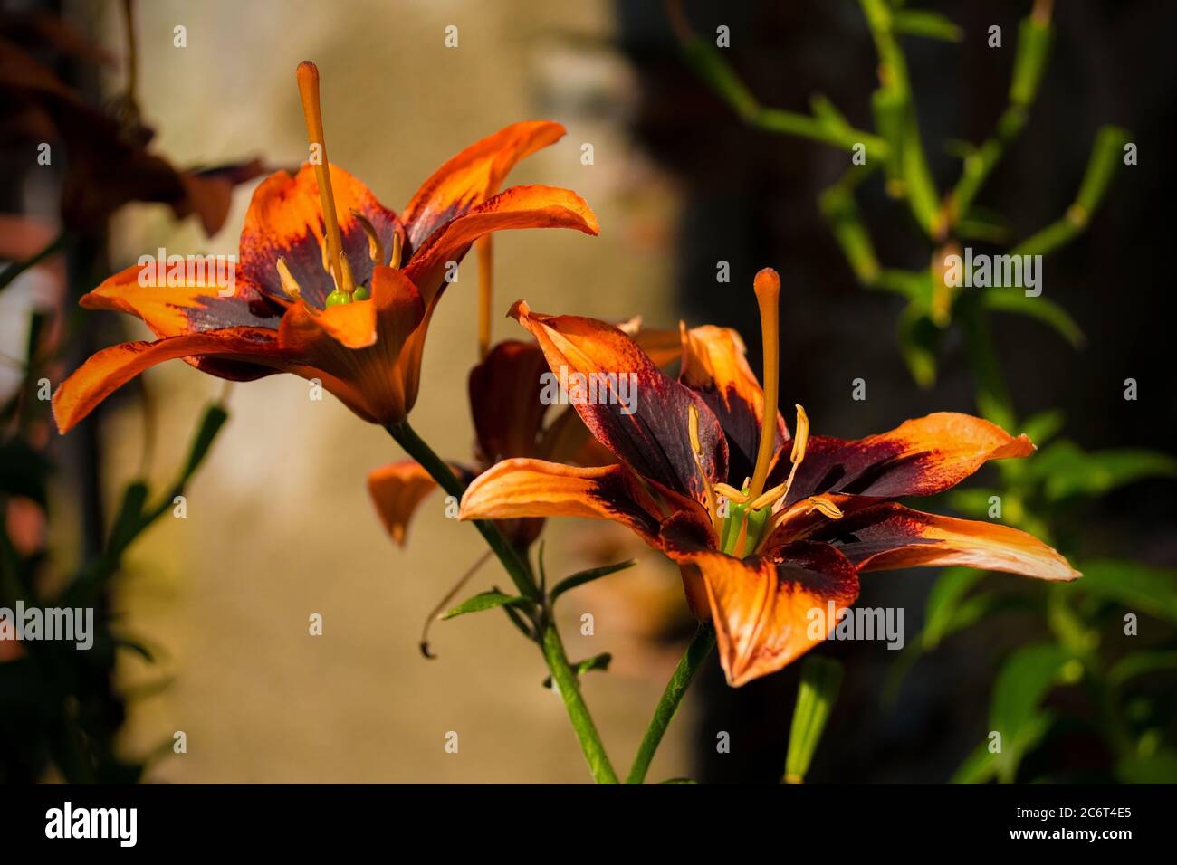 Two Burning Pixels Lilies flowers, a variety of Asiatic Lily, growing