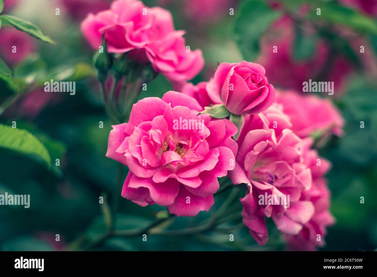Garden roses, rose bush, pink flowers in the garden, colorful nature backgrounds. Bright floral wallpaper. Modern hedge. Selective focus Stock Photo