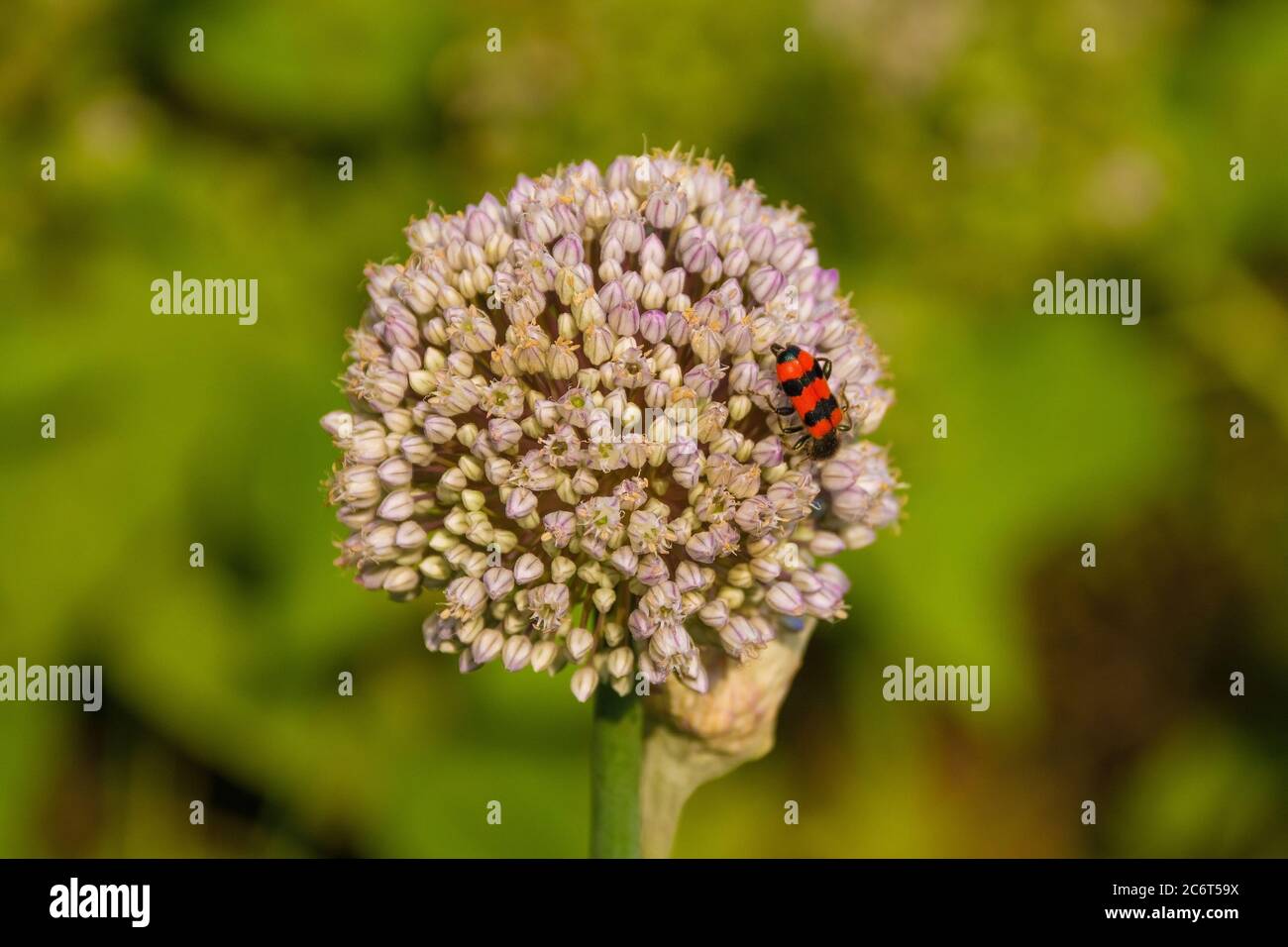A Trichodes Apiarius beetle from the Cleridae, Clerinae family on an ornamental allium growing in Friuli, Italy Stock Photo