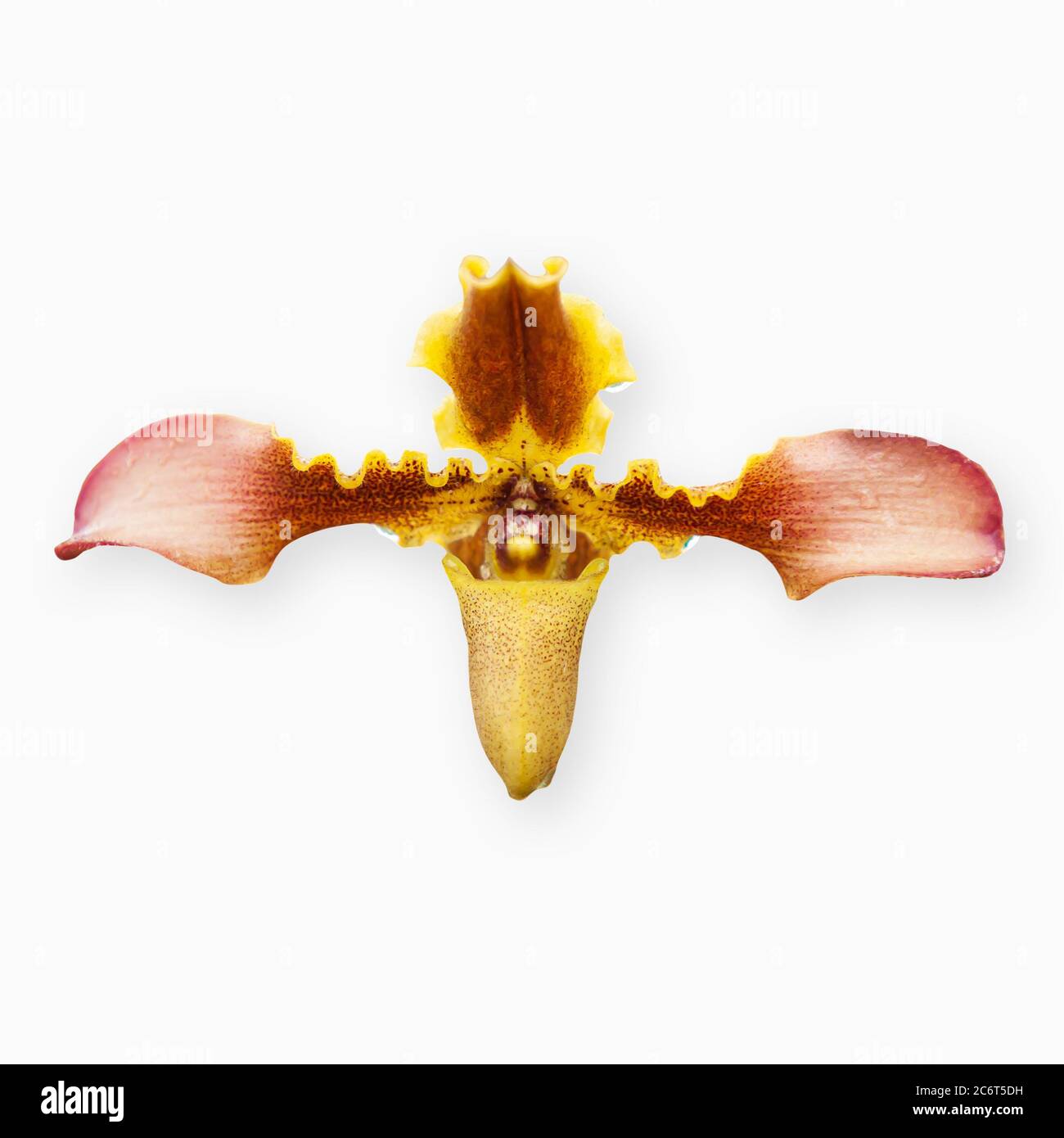 Blooming Paphiopedilum Hirsutissimum (Lindl. Ex Hook.) Stein orchid flower isolated on white background with clipping path. Stock Photo