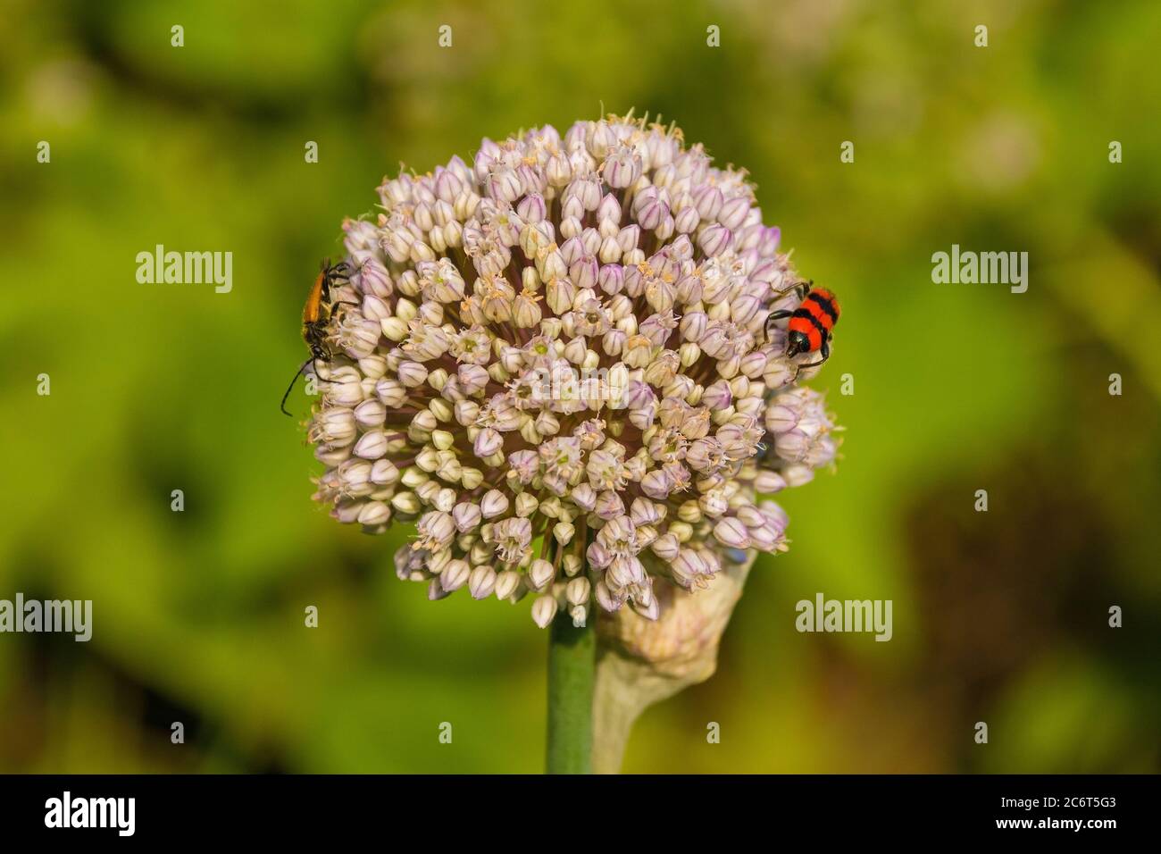 A Trichodes Apiarius beetle from the Cleridae, Clerinae family on an ornamental allium growing in Friuli, Italy Stock Photo