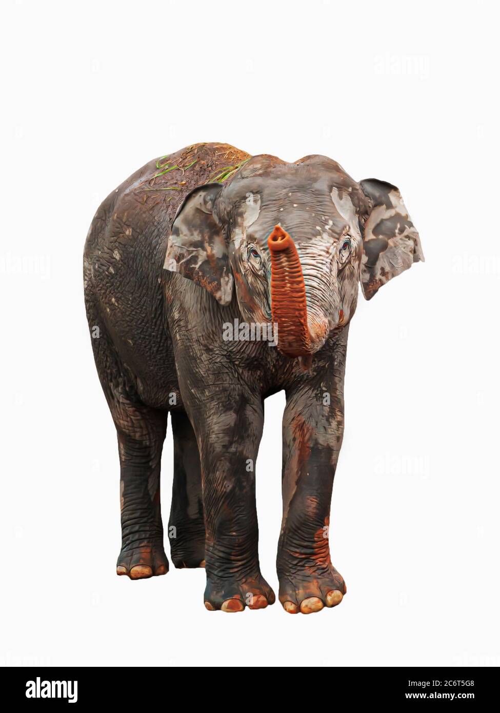 Happy Asian Elephant calf at a natural salt lick on a rainy day, isolated on white background with clipping path. Stock Photo
