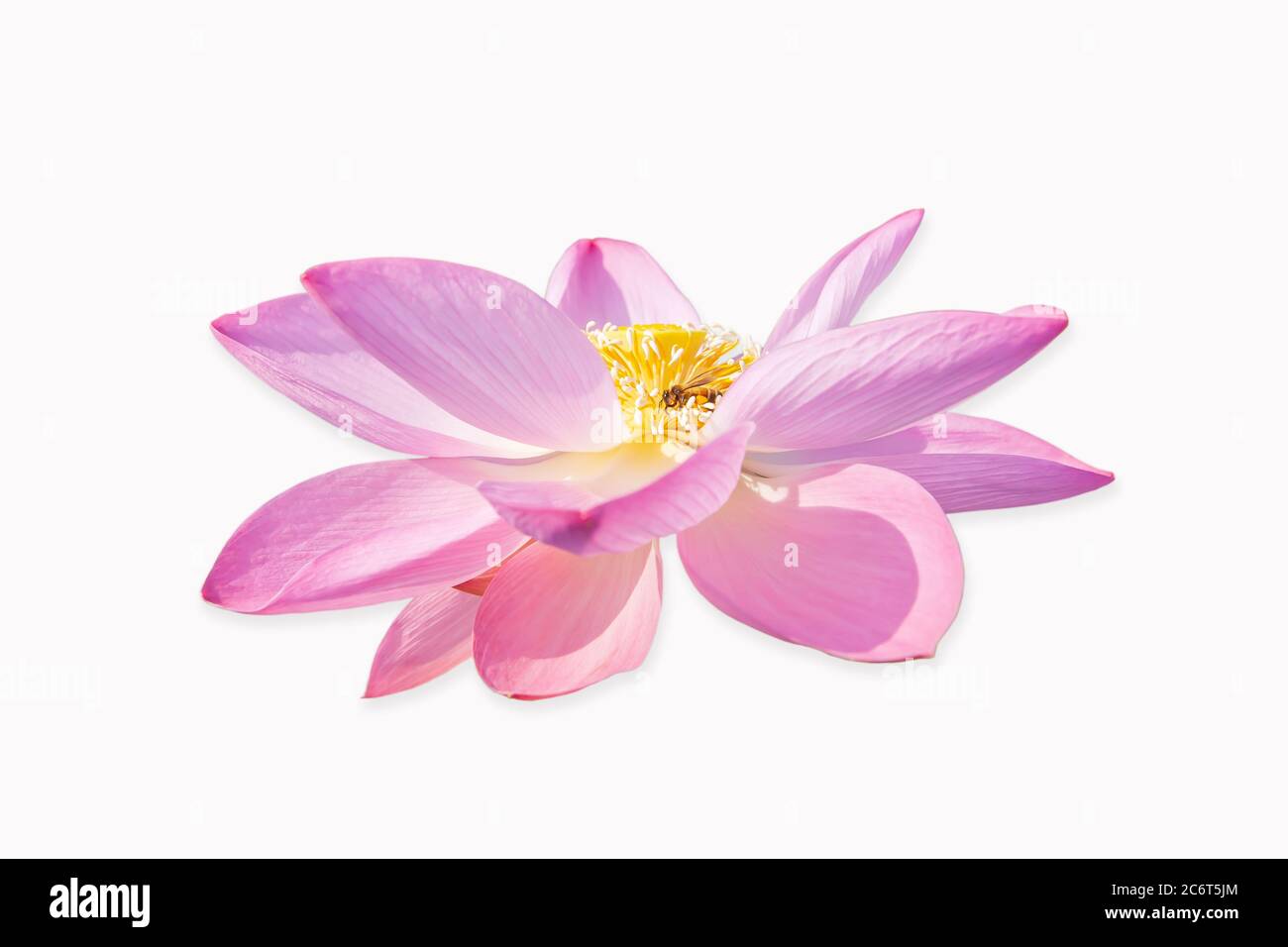 A little honey bee collecting pollen from pink Lotus blossom isolated on white background with clipping path. Stock Photo