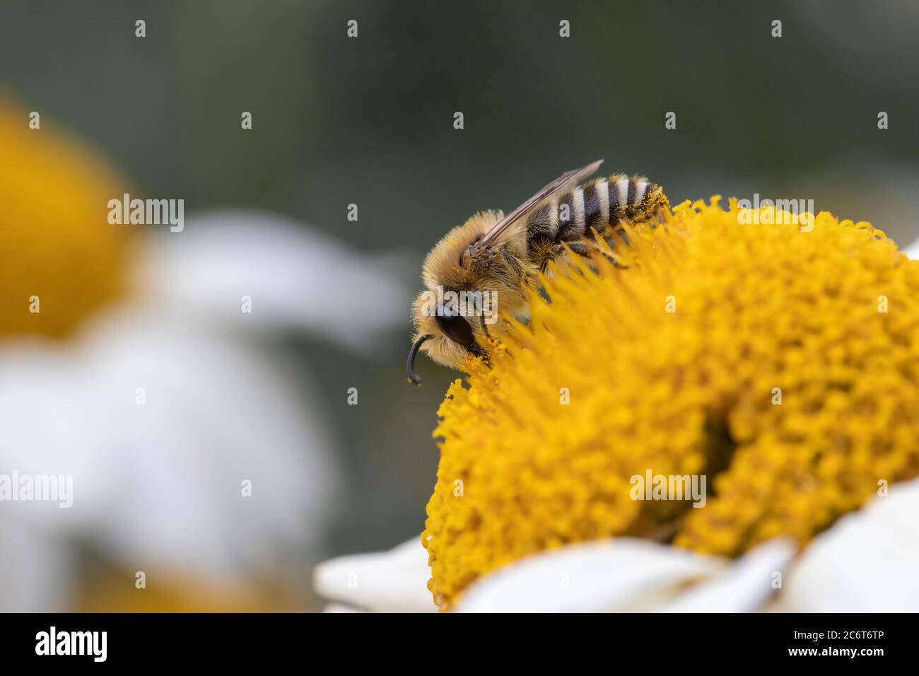 Small bee collecting pollen on Anthemis tinctoria ‘E.C.Buxton’ Stock Photo
