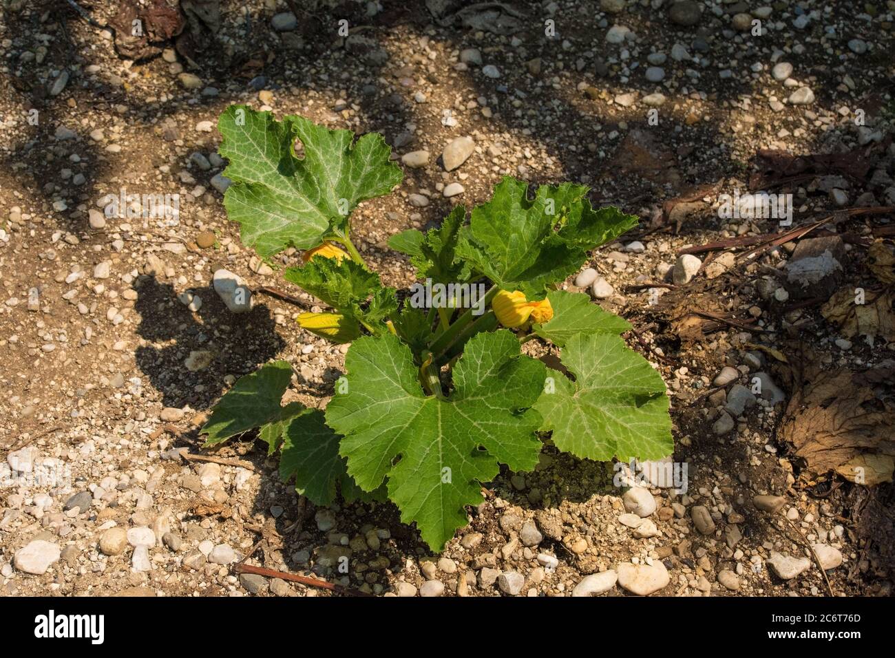 A courgette plant flowering in Friuli, north east Italy Stock Photo