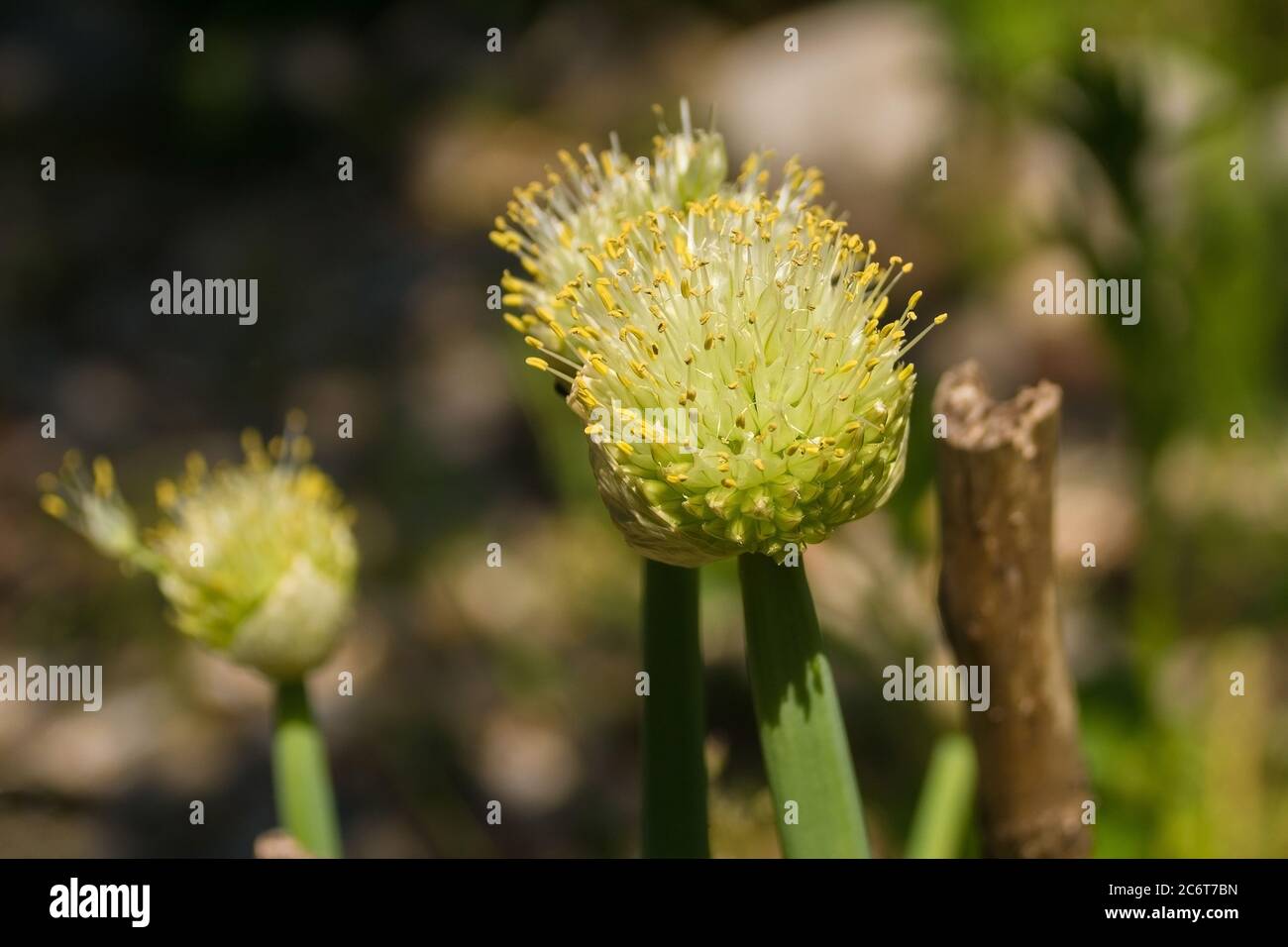 The flowerhead of a Welsh Onion plant, Allium fistulosum, also known as