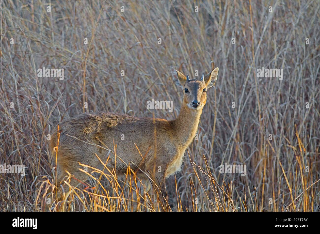 Four-horned antelope in a grassy meadow Stock Photo