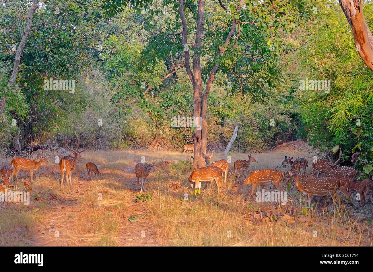 A group of Chital Stock Photo