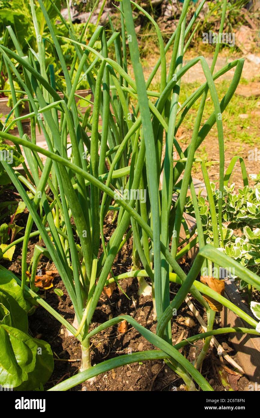Onions growing in a raised bed in Friuli-Veneza Giulia, north east Italy Stock Photo