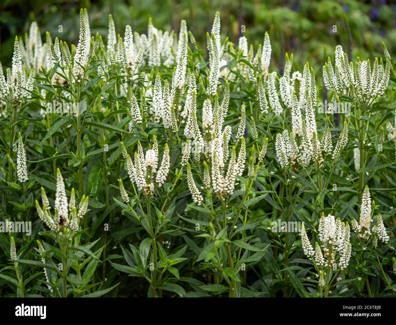 Veronica longifolia First Lady with white flower spikes in a garden Stock Photo