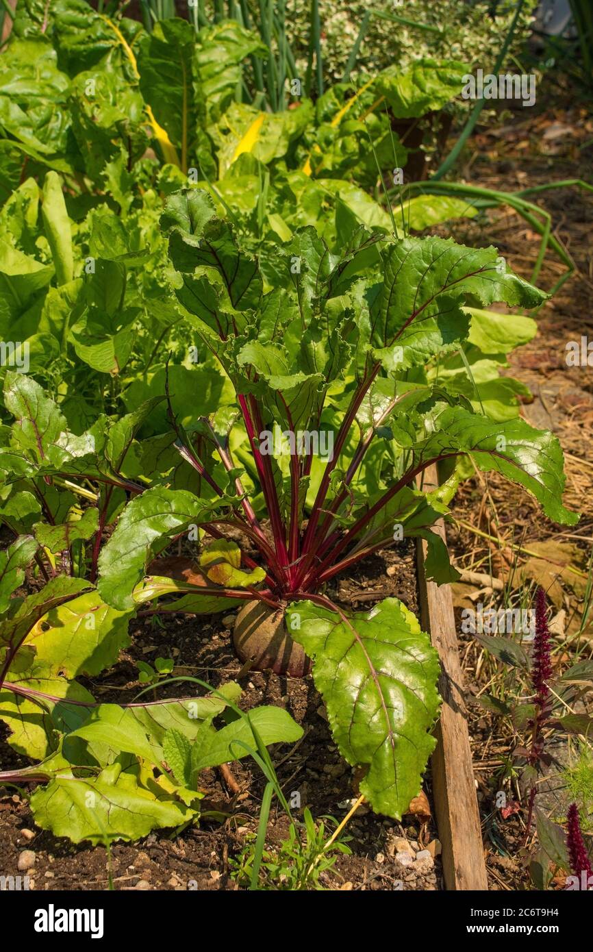 Italian Ringed Beetroot Red beetroot leaves bed hi-res stock photography and images - Alamy
