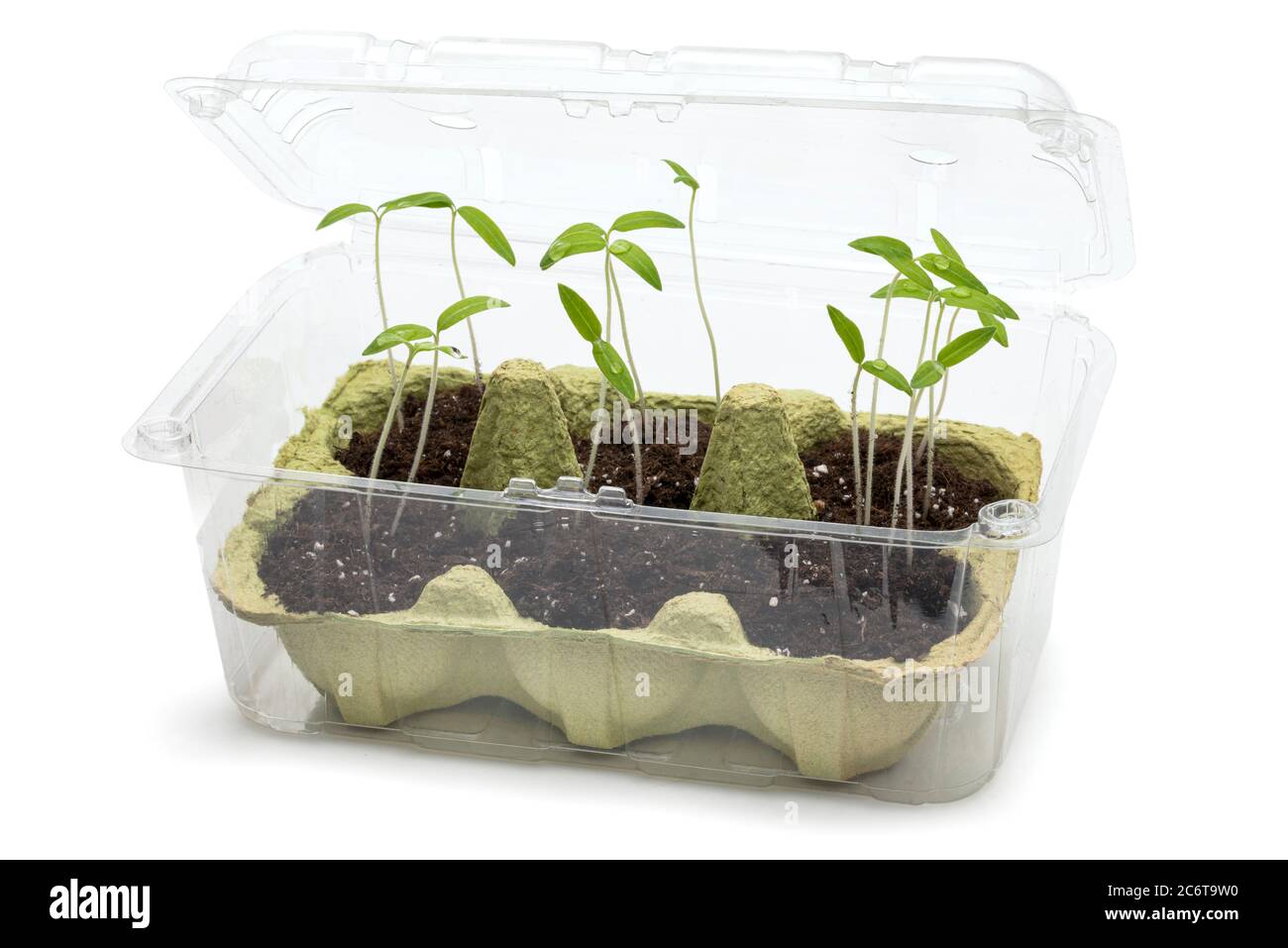 Upcycling - using packaging materials as greenhouse for tomato seedlings Stock Photo