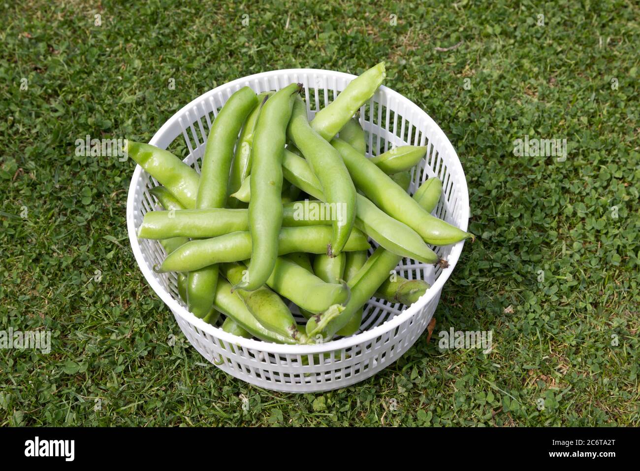 Freshly picked broad beans in a drainer Stock Photo