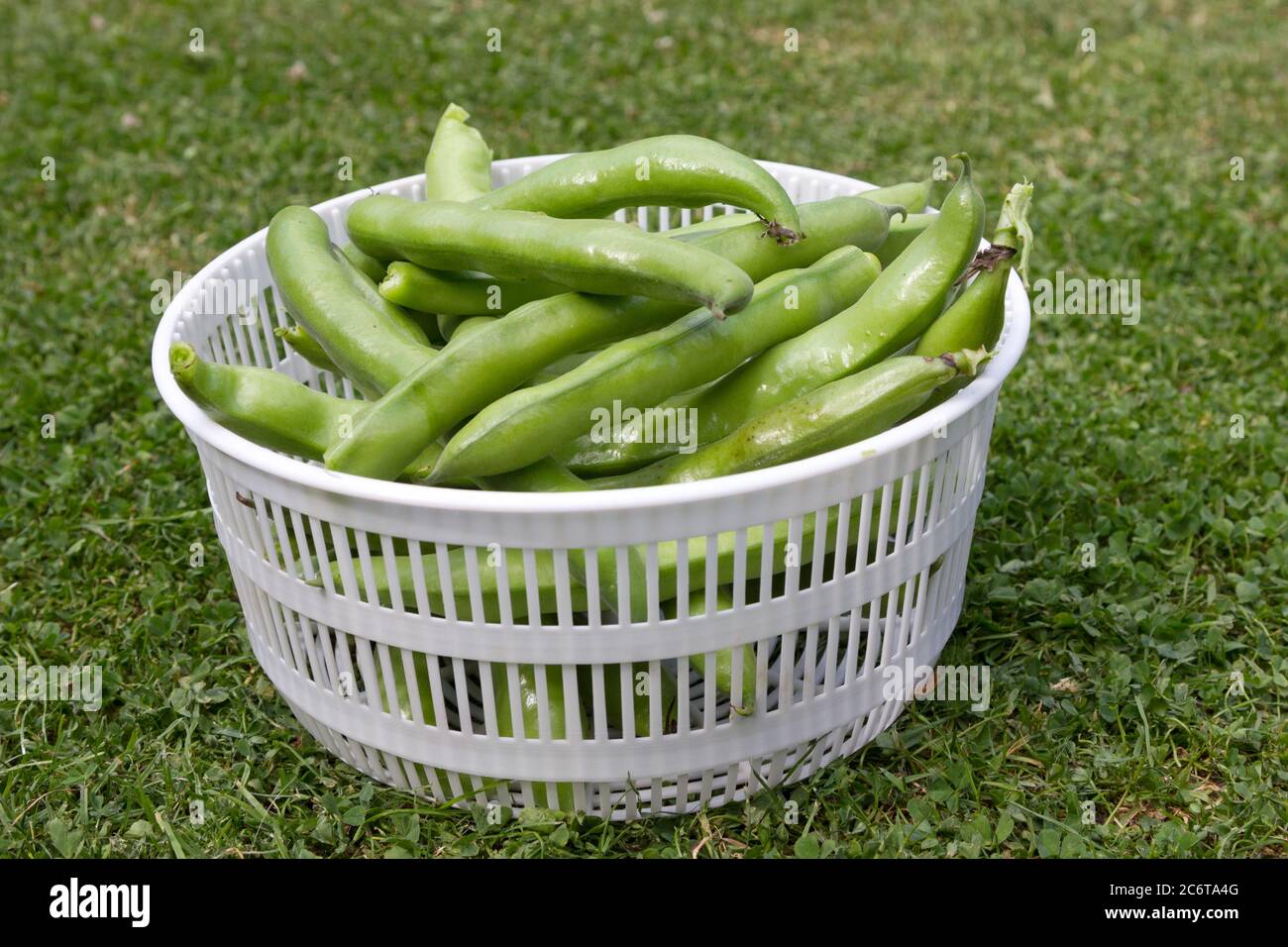 Freshly picked broad beans in a drainer Stock Photo