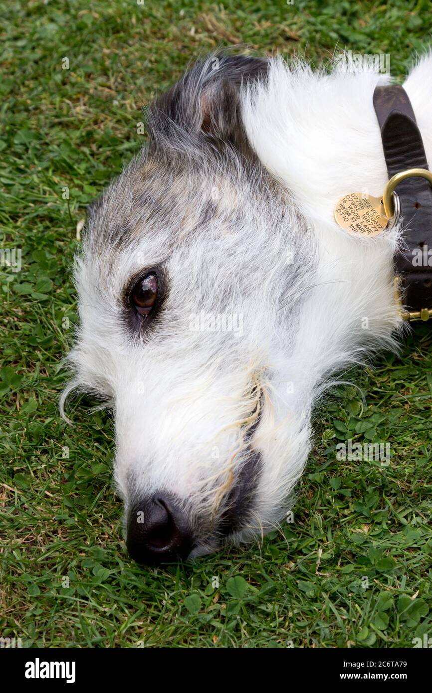 Lurcher dog head hires stock photography and images Alamy