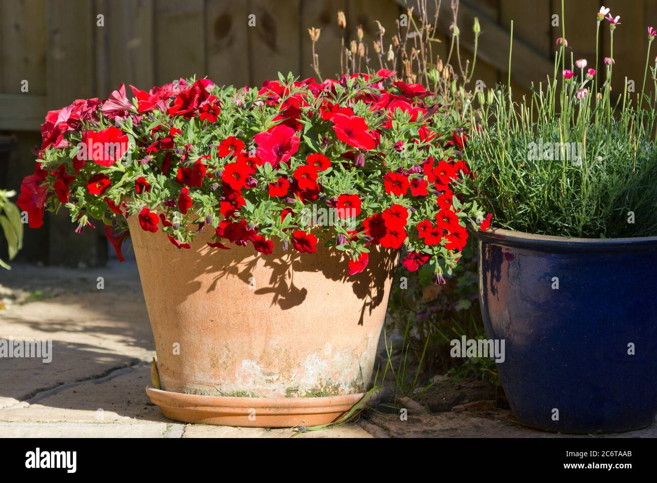 Earthenware Clay. Flower Pot For Plant (terracotta) Stock Photo, Picture  and Royalty Free Image. Image 113395382.