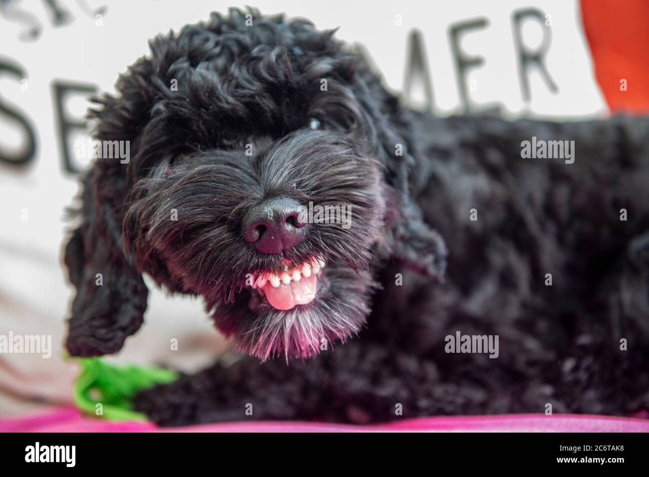 A young cockapoo puppy shows substantial aggression when protecting a toy Stock Photo
