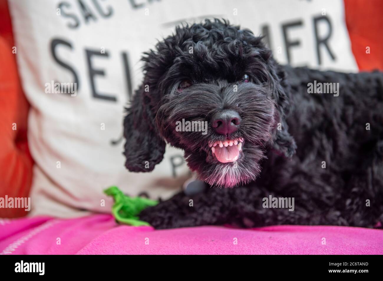 A young cockapoo puppy shows substantial aggression when protecting a toy Stock Photo