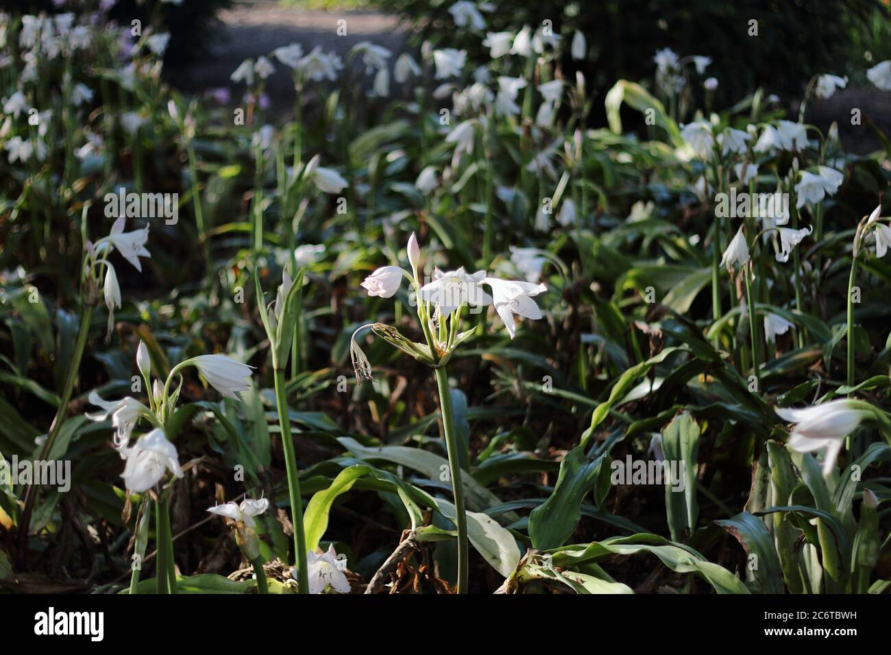 Crinum Lily. Parque de La Paloma, Benalmádena, Málaga, Spain. Stock Photo