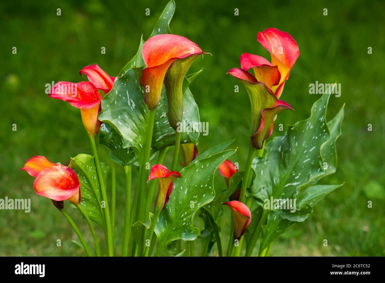 Big red-orange flowers of Zantedeschia Quatar, arum lily, calla lily, calla. Herbaceous, perennial, flowering plants in the family Araceae Stock Photo