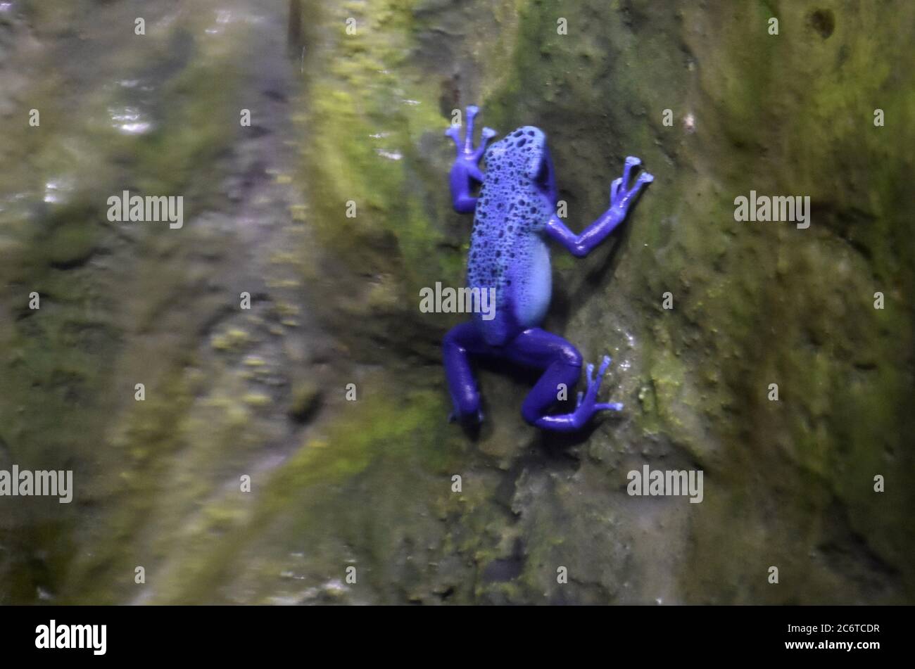 Brilliant stunning blue tree frog in nature. Stock Photo