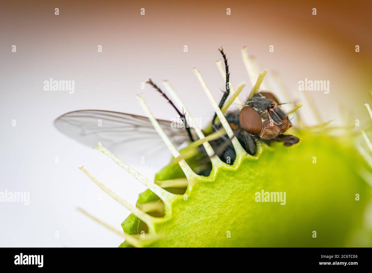 a green bottle fly trapped inside a hungry venus flytrap Stock Photo