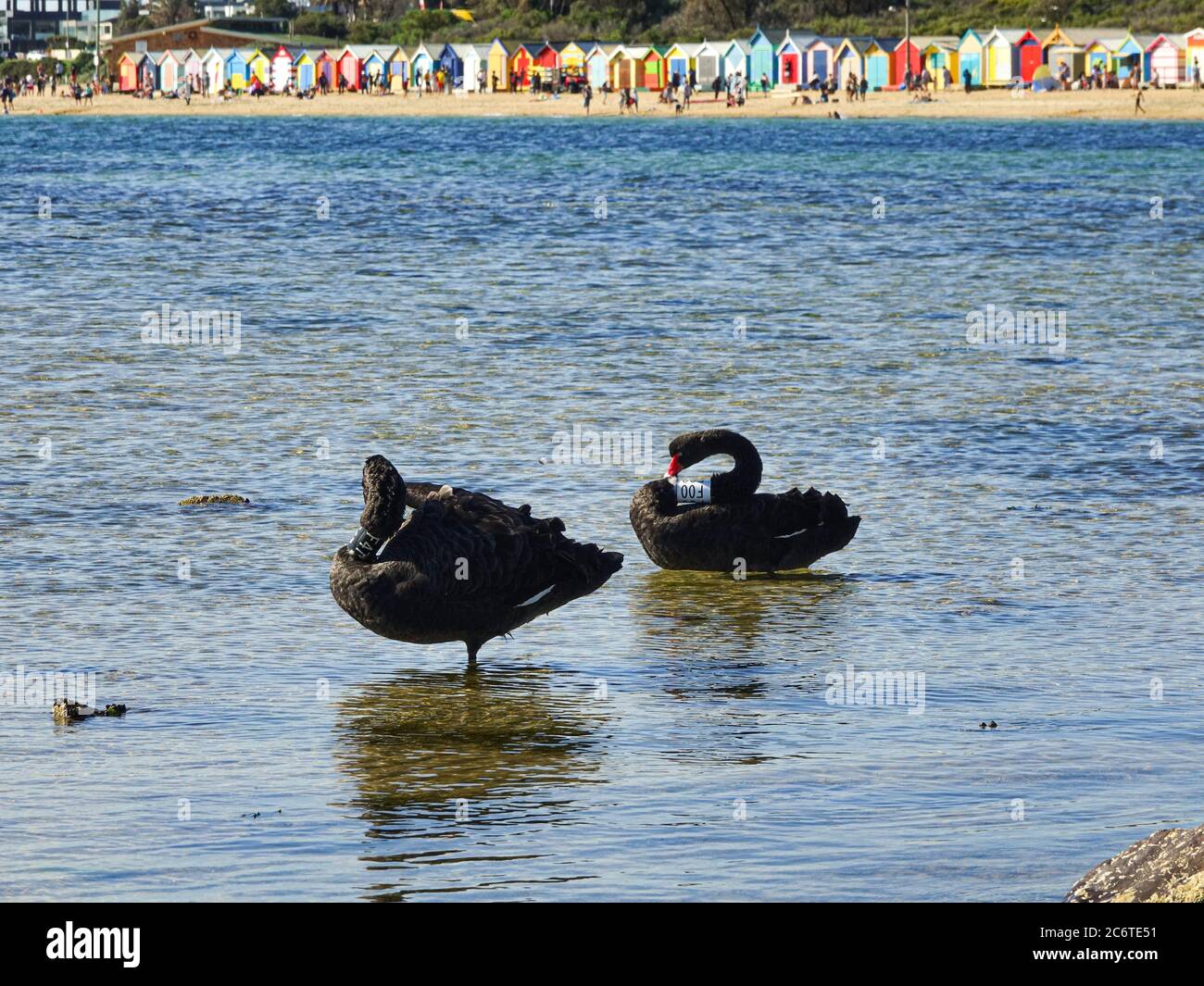 Black swans with number looking for food on the water under sunlight. Wild animal under control in nature. Stock Photo