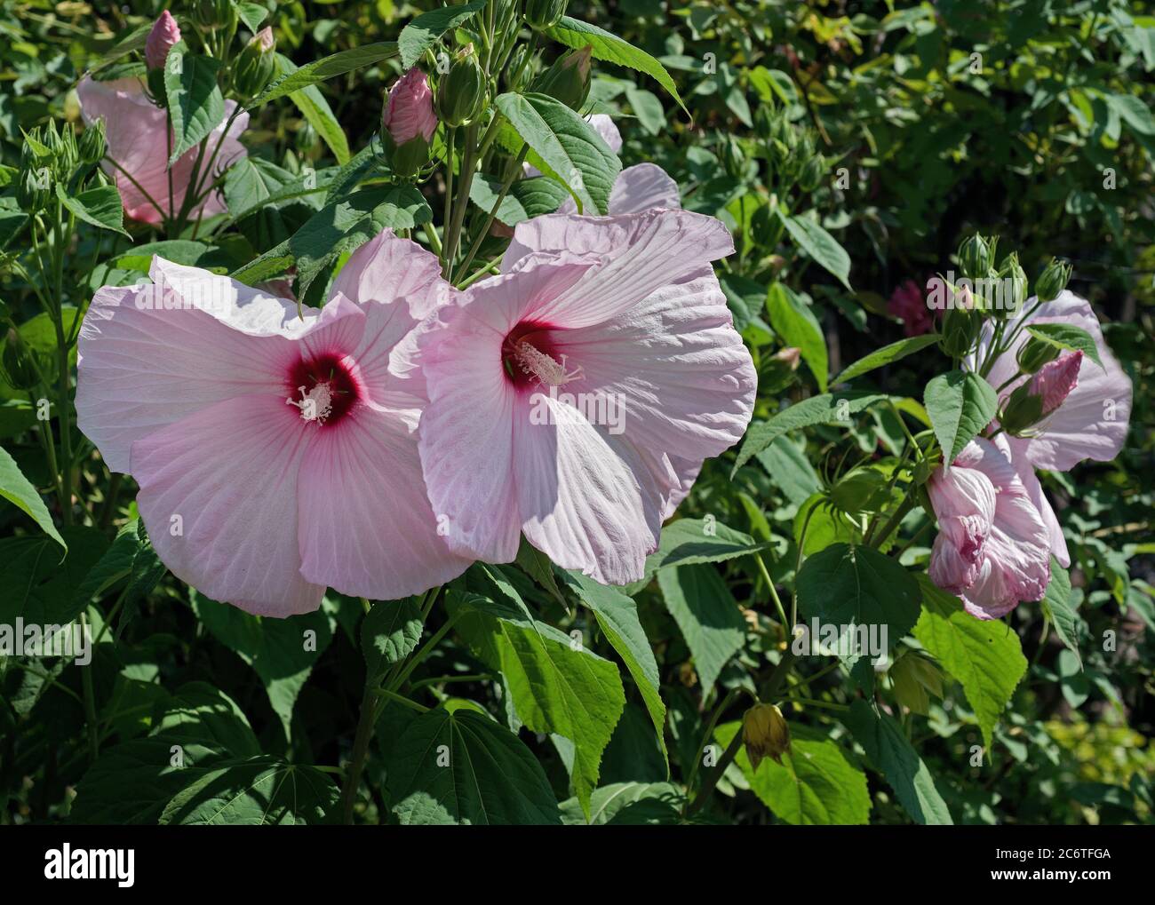 Hibiscus moscheutos hi-res stock photography and images - Alamy