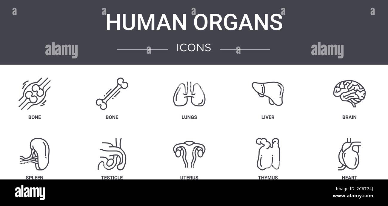 human organs concept line icons set. contains icons usable for web ...